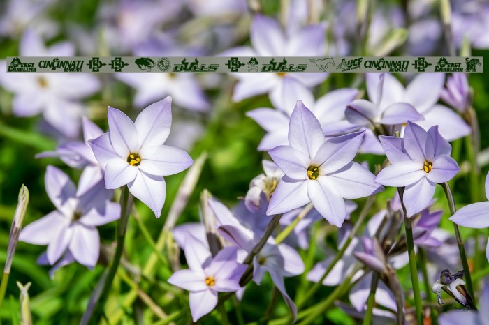 NCAA The Americans Example 3