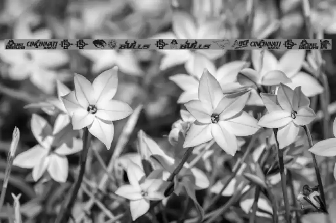 NCAA The Americans Font examples