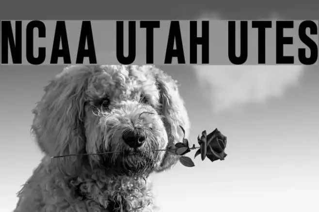 NCAA Utah Utes Example 3