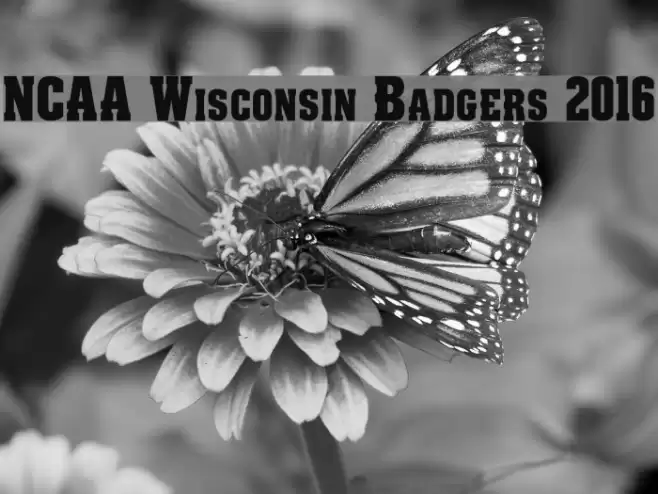 NCAA Wisconsin Badgers 2016 Font examples