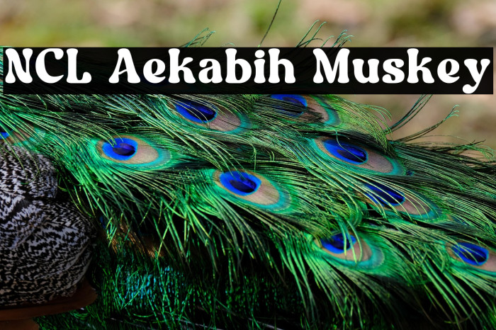 NCL Aekabih Muskey Example 3