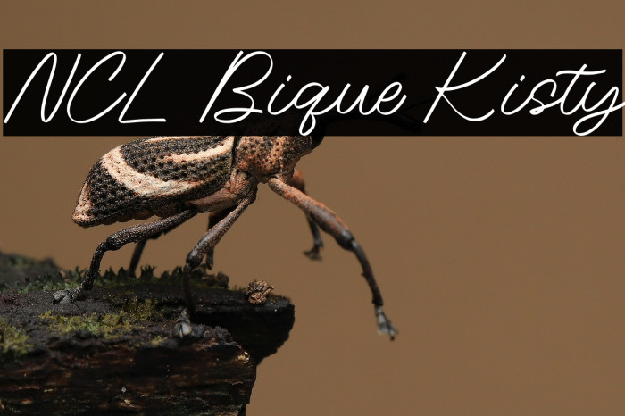 NCL Bique Kisty Example 3