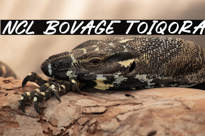 NCL Bovage Toiqora Example 1