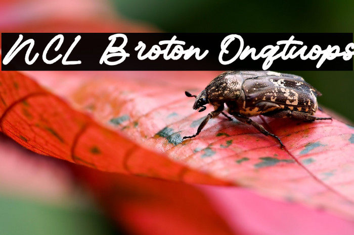 NCL Broton Onqtuops Example 1