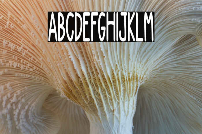 NEW DIVIDE Example 1