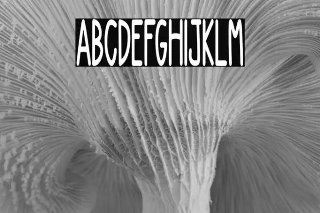 NEW DIVIDE Example 1