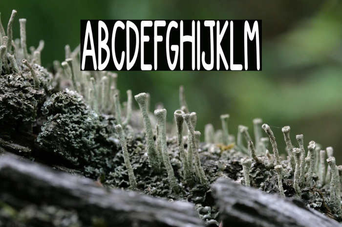 NEW DIVIDE Example 3