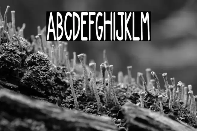 NEW DIVIDE Font examples