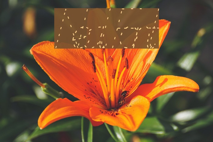 NealFont Font examples