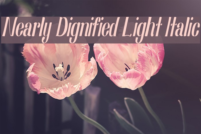 Nearly Dignified Light Italic Font examples