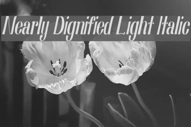 Nearly Dignified Light Italic Font examples
