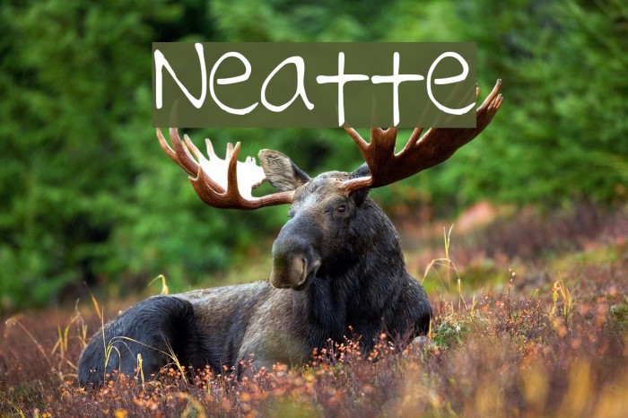 Neatte Font examples