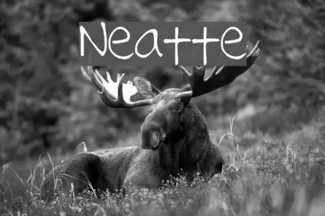 Neatte خط examples