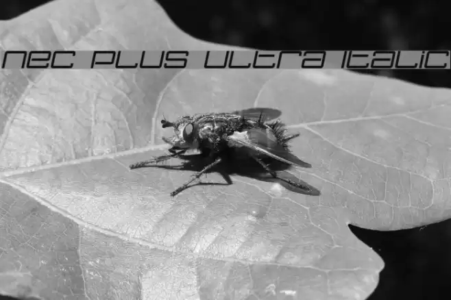 Nec plus ultra Italic Font examples