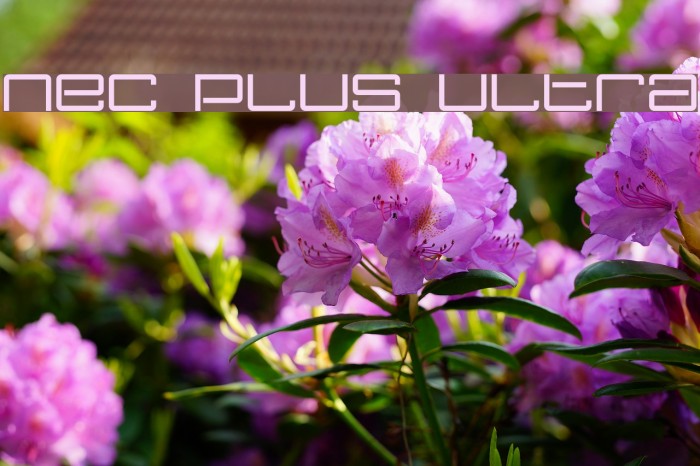 Nec plus ultra Font examples