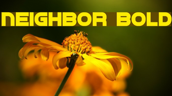 Neighbor Bold Font examples