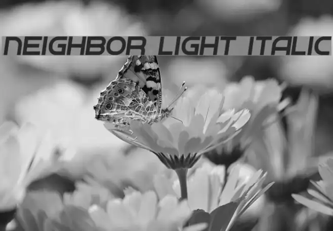Neighbor Light Italic Example 3