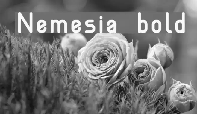 Nemesia bold Font examples