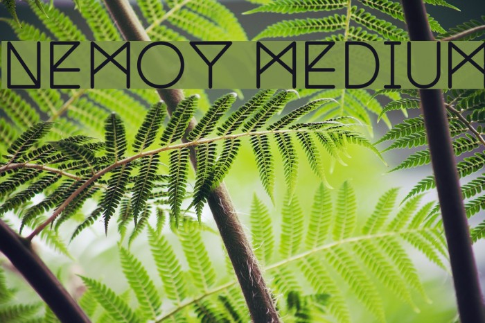 Nemoy Medium Font examples