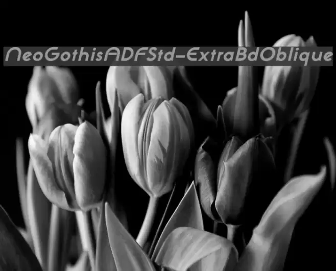 NeoGothisADFStd-ExtraBdOblique Font examples