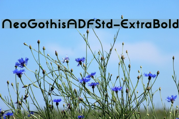 NeoGothisADFStd-ExtraBold Fonte examples