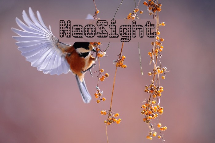 NeoSight Font examples