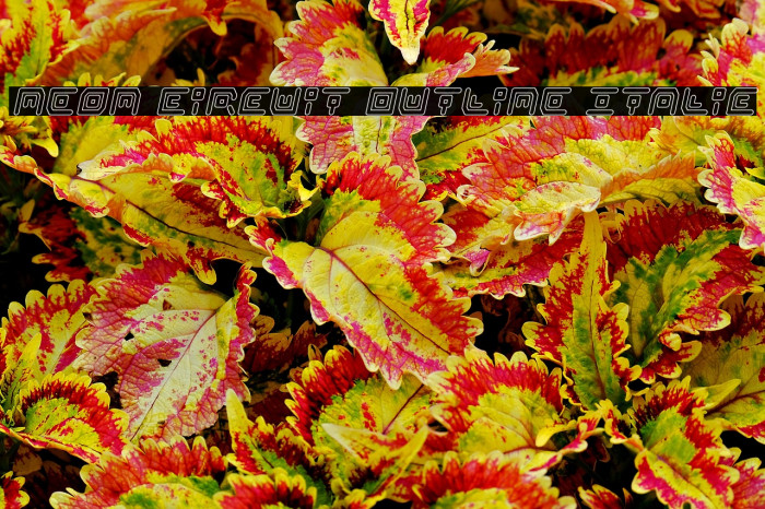 Neon Circuit Outline Italic Example 3