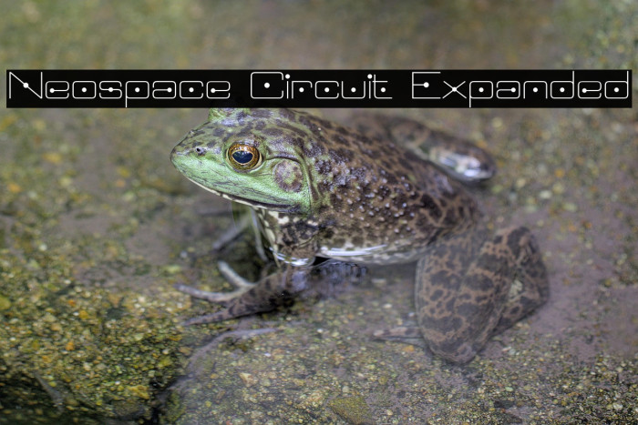 Neospace Circuit Expanded Example 3