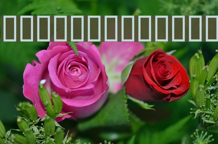 Nepali Vijay Font examples