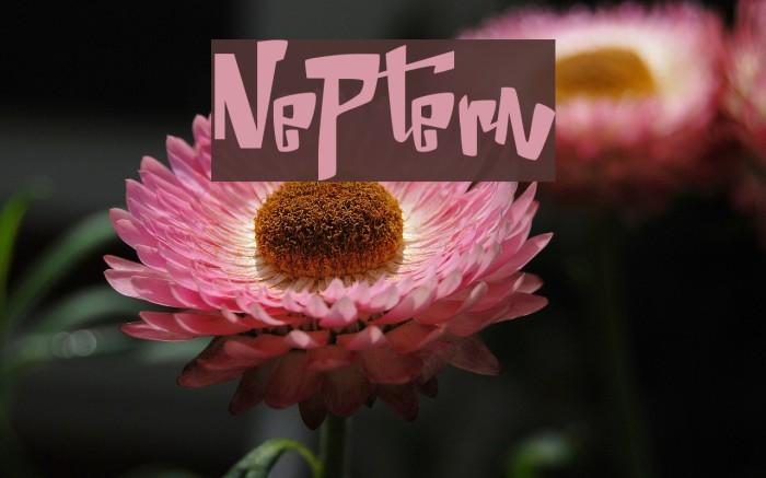 Neptern Font examples