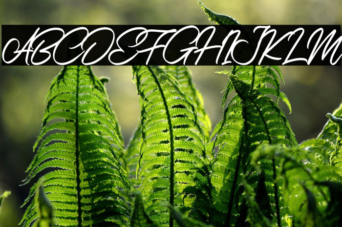 NerfiaScriptDEMO-Regular Example 3