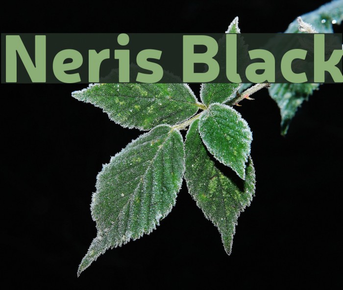 Neris Black Font examples