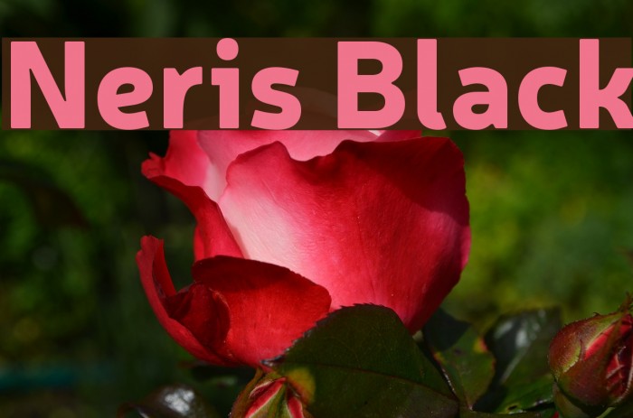 Neris Black Font examples