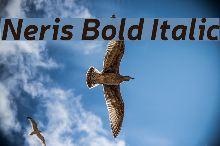 Neris Bold Italic Font examples