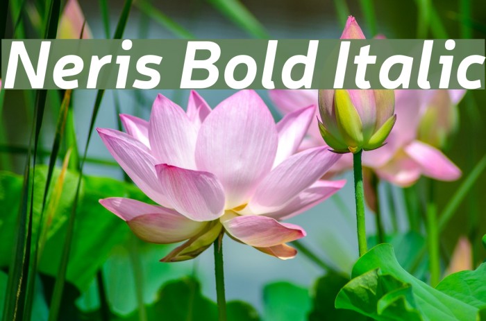 Neris Bold Italic Font examples
