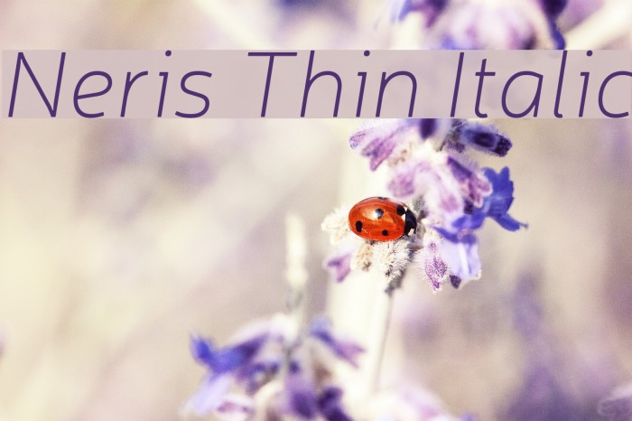 Neris Thin Italic Font examples