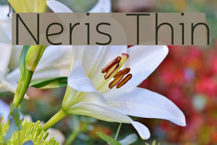 Neris Thin Font examples