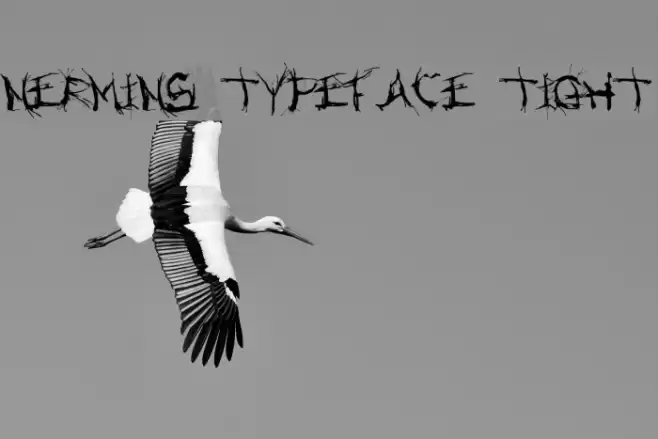 Nermins Typeface Tight フォント examples