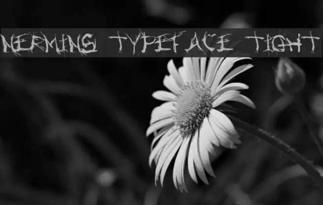 Nermins Typeface Tight フォント examples