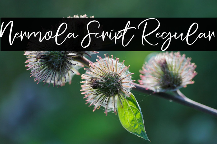 Nermola Script Regular Example 2