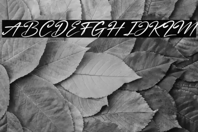 Nestone Italic Font examples