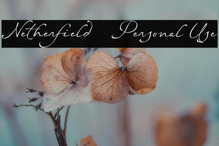 Netherfield - Personal Use Example 2