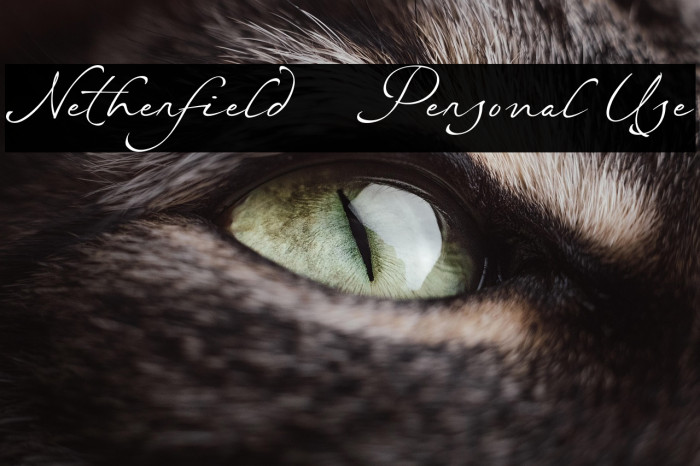 Netherfield - Personal Use Example 3