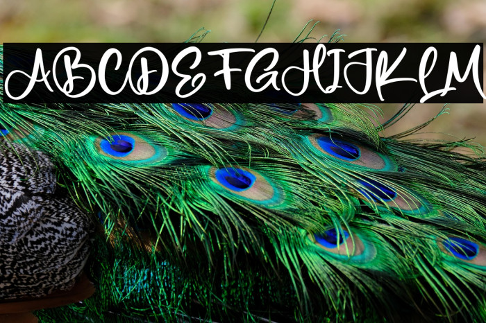 Netherland Example 2