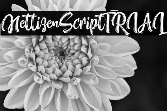 NettizenScript_TRIAL Font examples