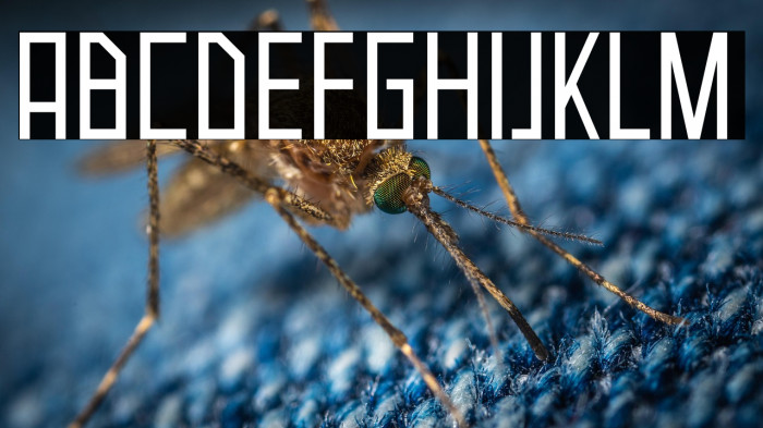 Neuborn Regular Example 1