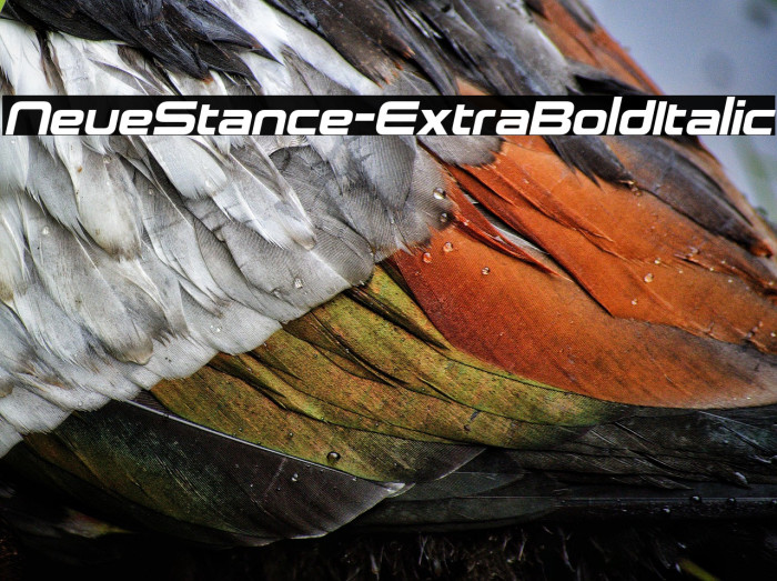 NeueStance-ExtraBoldItalic Example 1