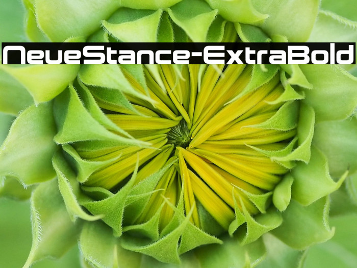 NeueStance-ExtraBold Example 2