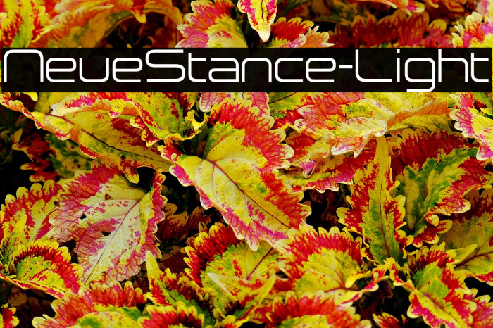 NeueStance-Light Example 3
