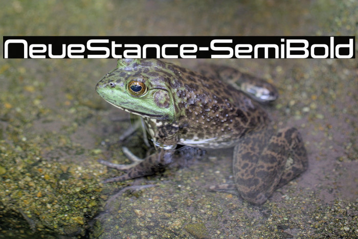 NeueStance-SemiBold Example 2